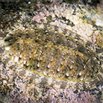 Chiton 04